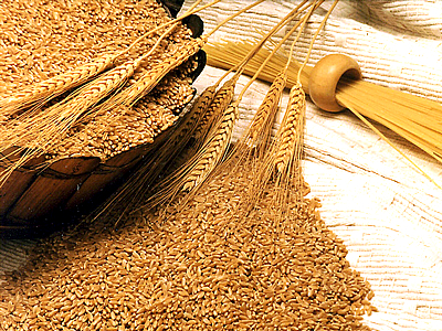 Toptan Buğday (alımı Ve Satışı)